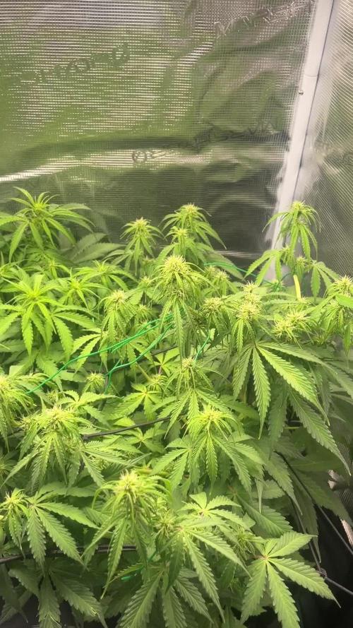 Auto Sweet Bourbon Kush - Bella & Gigi