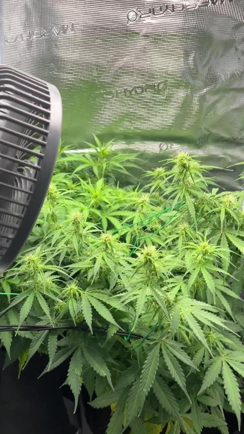 Auto Sweet Bourbon Kush - Bella & Gigi