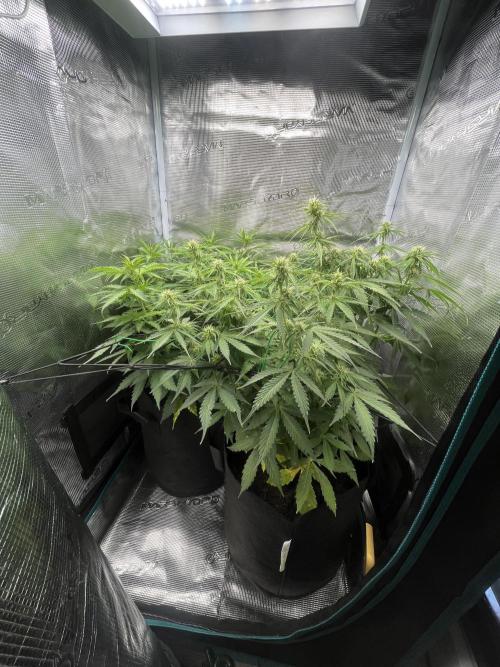 Auto Sweet Bourbon Kush - Bella & Gigi. Week 6