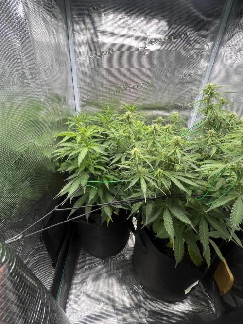 Auto Sweet Bourbon Kush - Bella & Gigi. Week 6