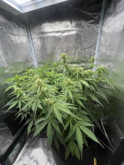 Auto Sweet Bourbon Kush - Bella & Gigi. Week 6