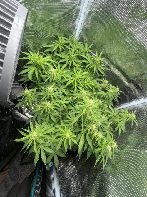 Auto Sweet Bourbon Kush - Bella & Gigi. Week 6