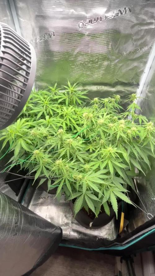 Auto Sweet Bourbon Kush - Bella & Gigi