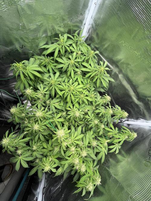 Auto Sweet Bourbon Kush - Bella & Gigi. Week 7