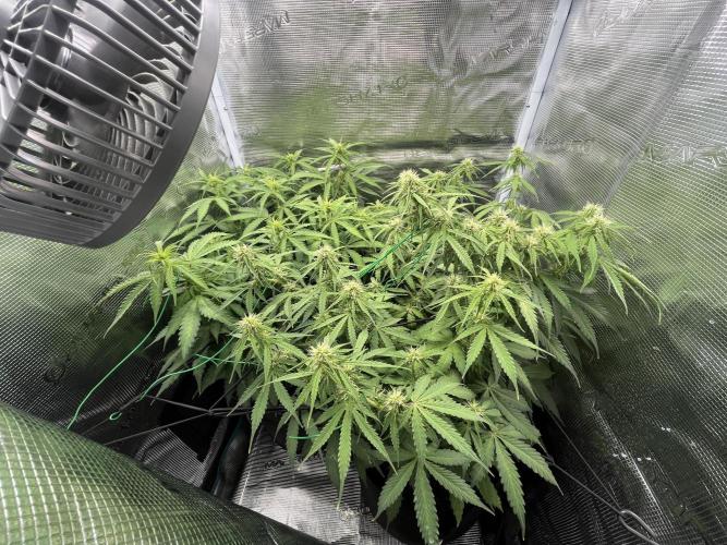 Auto Sweet Bourbon Kush - Bella & Gigi. Week 7
