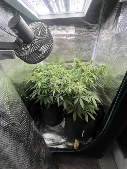 Auto Sweet Bourbon Kush - Bella & Gigi. Week 7