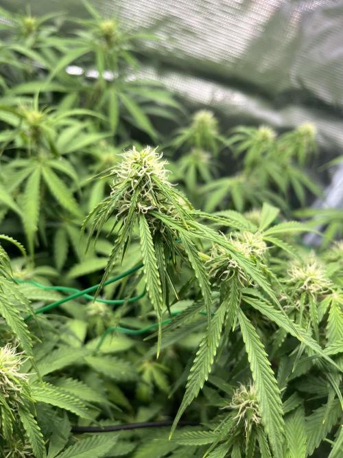 Auto Sweet Bourbon Kush - Bella & Gigi. Week 7
