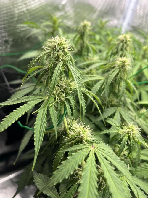 Auto Sweet Bourbon Kush - Bella & Gigi. Week 7