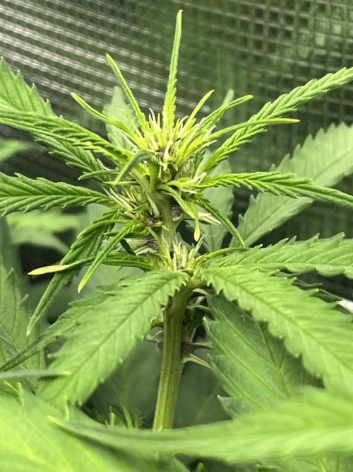 Auto Sweet Bourbon Kush - Bella & Gigi. Week 7