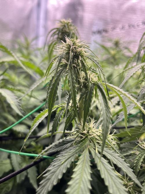 Auto Sweet Bourbon Kush - Bella & Gigi. Week 7