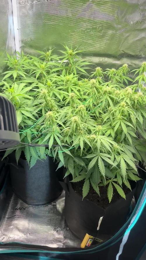 Auto Sweet Bourbon Kush - Bella & Gigi