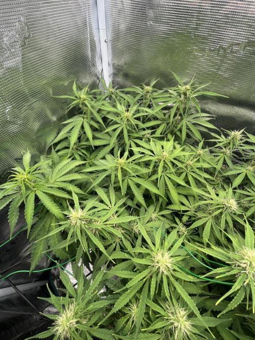 Auto Sweet Bourbon Kush - Bella & Gigi. Week 7 - Bella starting to flower intensively 💪