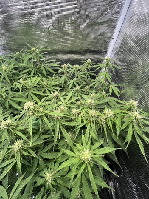 Auto Sweet Bourbon Kush - Bella & Gigi. Week 7