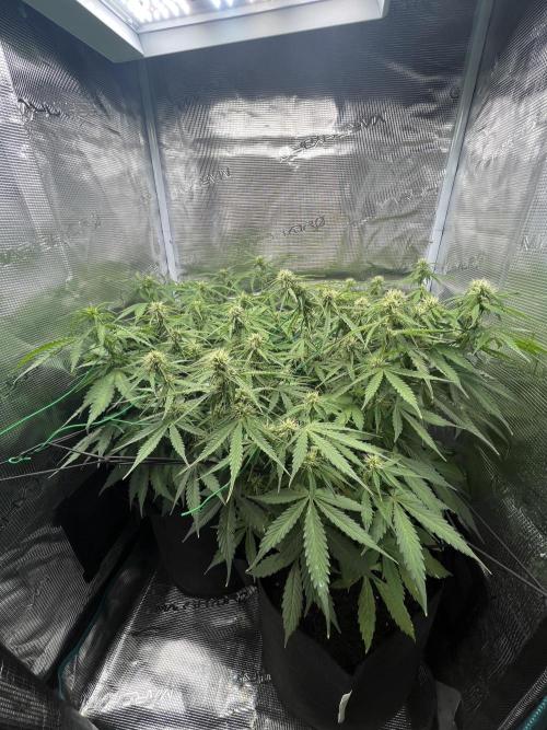 Auto Sweet Bourbon Kush - Bella & Gigi. Week 7 - My beauties having good time in their home 🏠 