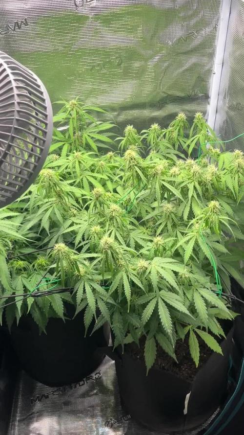 Auto Sweet Bourbon Kush - Bella & Gigi