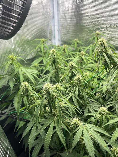 Auto Sweet Bourbon Kush - Bella & Gigi. Week 7