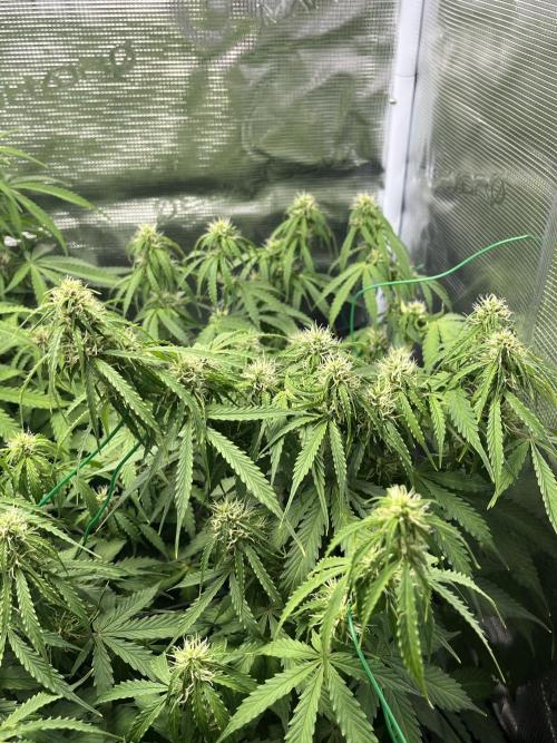 Auto Sweet Bourbon Kush - Bella & Gigi. Week 7