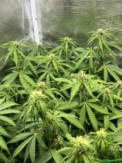 Auto Sweet Bourbon Kush - Bella & Gigi. Week 7