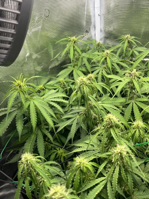 Auto Sweet Bourbon Kush - Bella & Gigi. Week 7