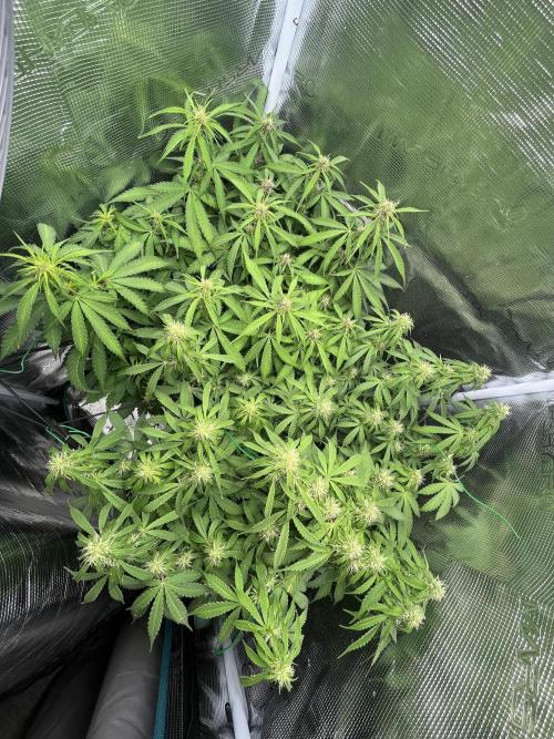 Auto Sweet Bourbon Kush - Bella & Gigi. Week 7