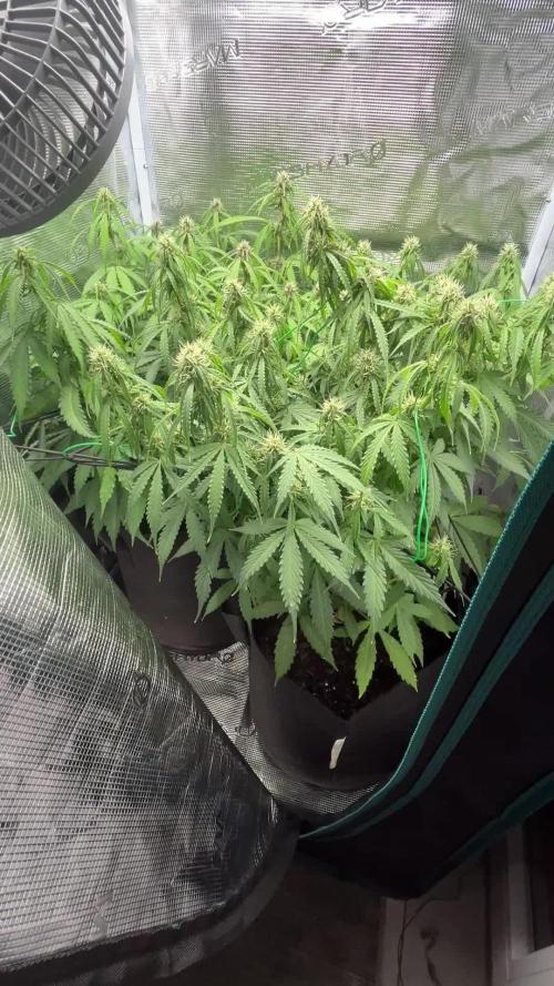 Auto Sweet Bourbon Kush - Bella & Gigi