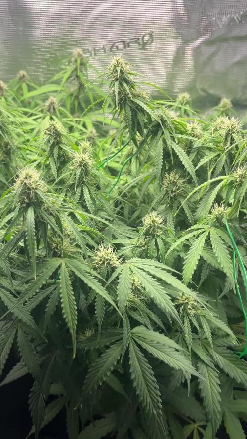 Auto Sweet Bourbon Kush - Bella & Gigi