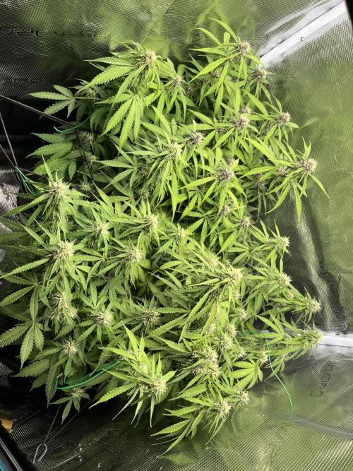Auto Sweet Bourbon Kush - Bella & Gigi. Week 8