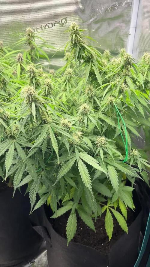 Auto Sweet Bourbon Kush - Bella & Gigi