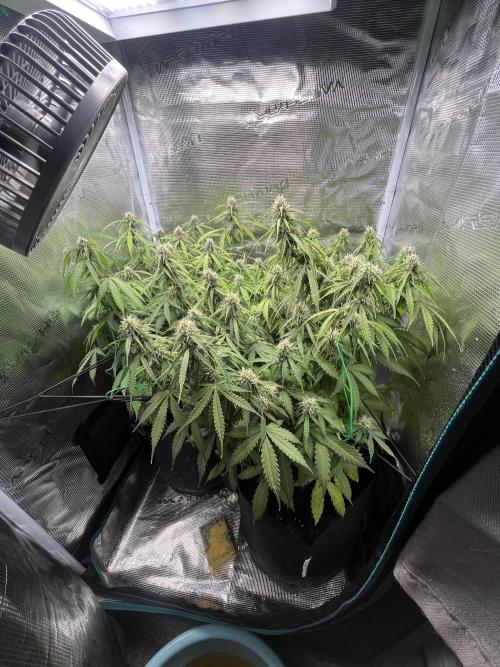 Auto Sweet Bourbon Kush - Bella & Gigi. Week 8 - Photo post watering of the day 