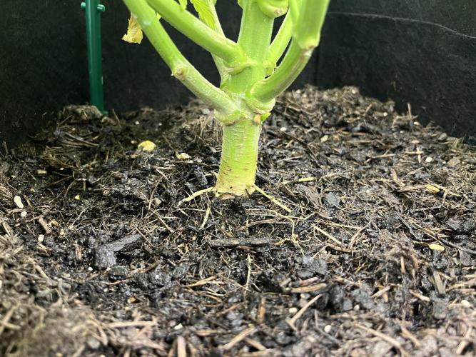 Auto Sweet Bourbon Kush - Bella & Gigi. Week 8
