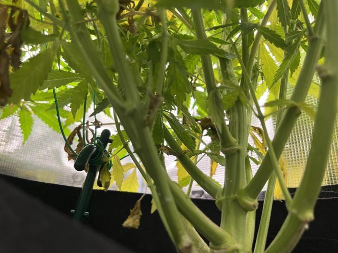 Auto Sweet Bourbon Kush - Bella & Gigi. Week 8