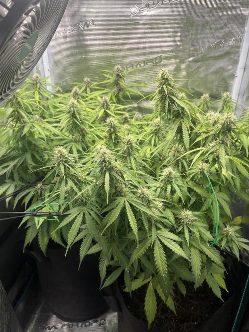 Auto Sweet Bourbon Kush - Bella & Gigi. Week 8