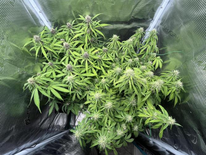 Auto Sweet Bourbon Kush - Bella & Gigi. Week 8