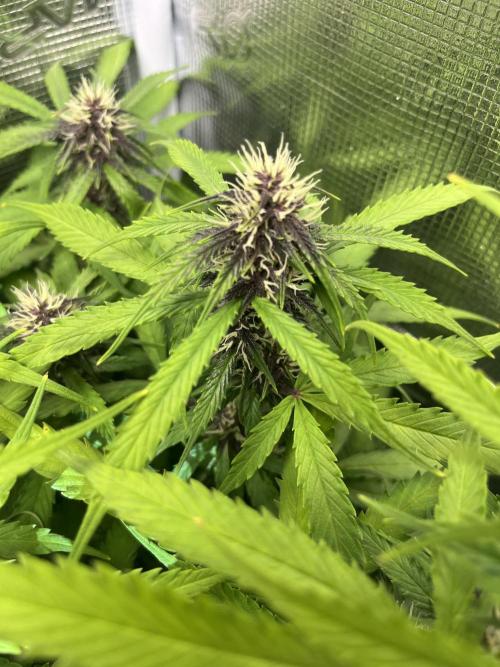Auto Sweet Bourbon Kush - Bella & Gigi. Week 8