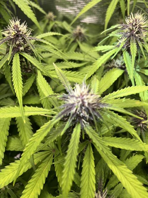 Auto Sweet Bourbon Kush - Bella & Gigi. Week 8