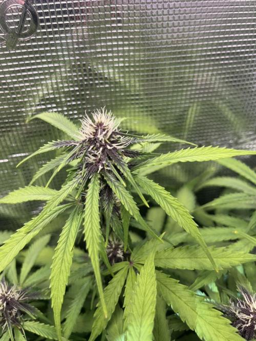 Auto Sweet Bourbon Kush - Bella & Gigi. Week 8