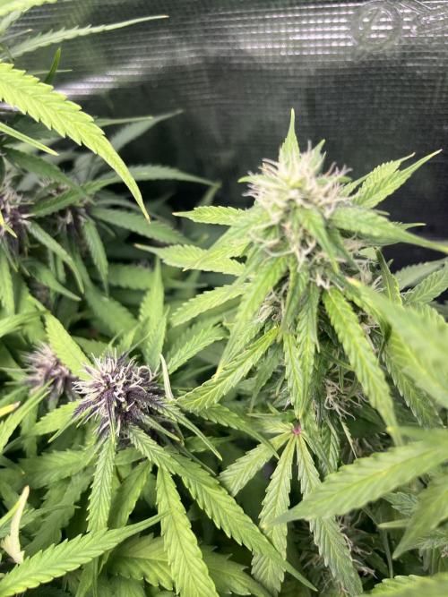 Auto Sweet Bourbon Kush - Bella & Gigi. Week 8