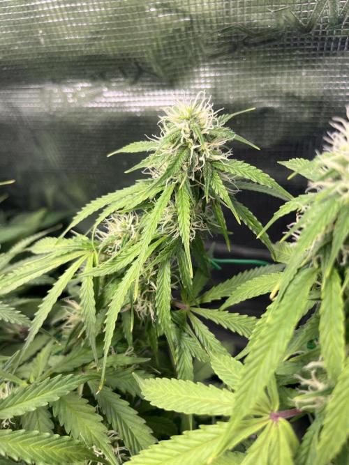 Auto Sweet Bourbon Kush - Bella & Gigi. Week 8