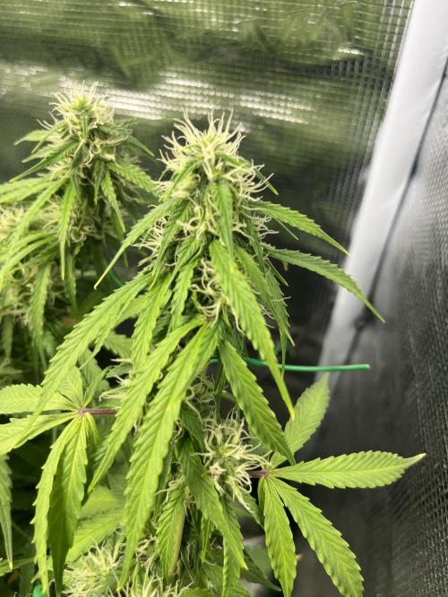 Auto Sweet Bourbon Kush - Bella & Gigi. Week 8
