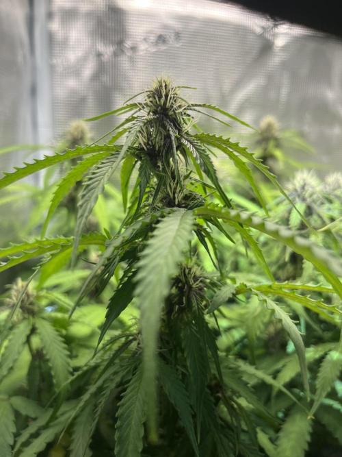 Auto Sweet Bourbon Kush - Bella & Gigi. Week 8