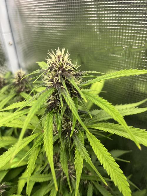 Auto Sweet Bourbon Kush - Bella & Gigi. Week 8