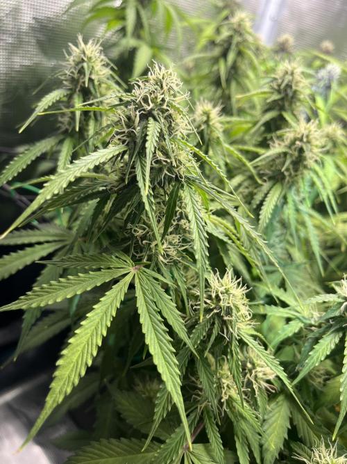 Auto Sweet Bourbon Kush - Bella & Gigi. Week 8