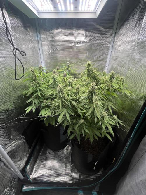 Auto Sweet Bourbon Kush - Bella & Gigi. Week 8