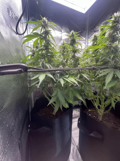 Auto Sweet Bourbon Kush - Bella & Gigi. Week 8