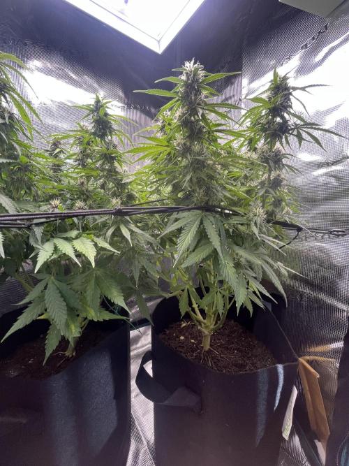 Auto Sweet Bourbon Kush - Bella & Gigi. Week 8