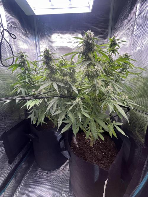 Auto Sweet Bourbon Kush - Bella & Gigi. Week 8