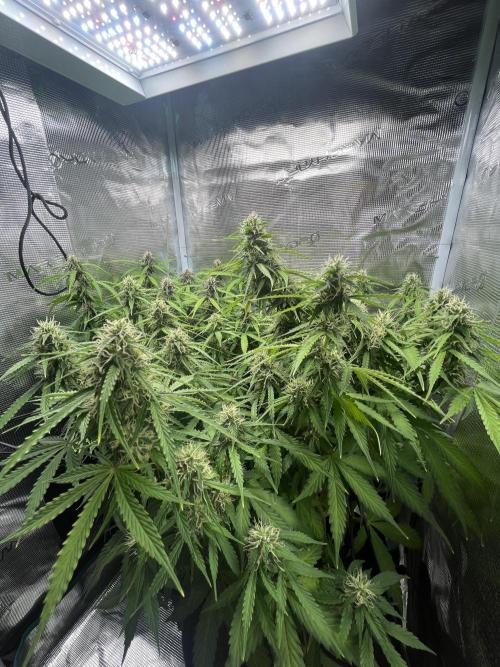Auto Sweet Bourbon Kush - Bella & Gigi. Week 8