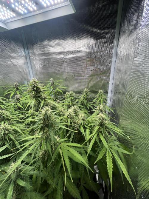Auto Sweet Bourbon Kush - Bella & Gigi. Week 8