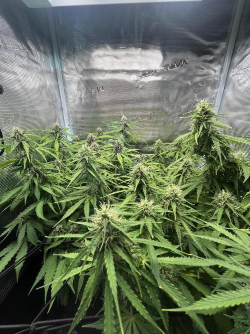 Auto Sweet Bourbon Kush - Bella & Gigi. Week 8