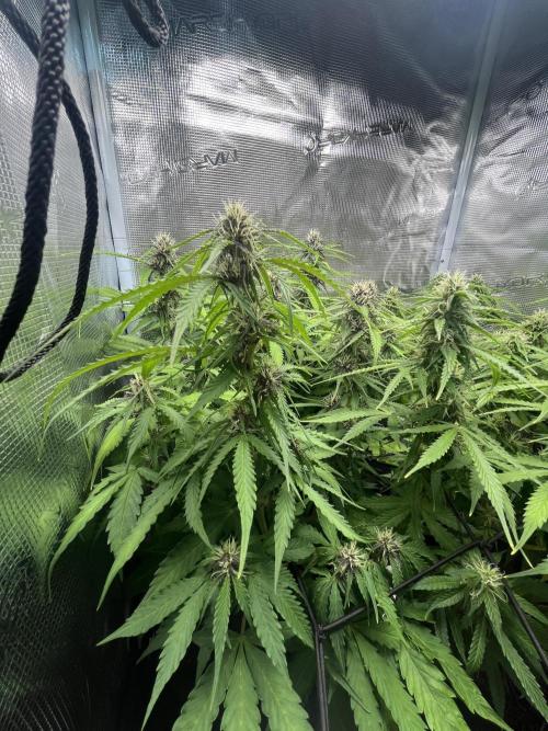 Auto Sweet Bourbon Kush - Bella & Gigi. Week 8